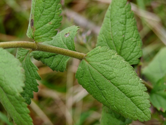 {Eupatorium pubescens}